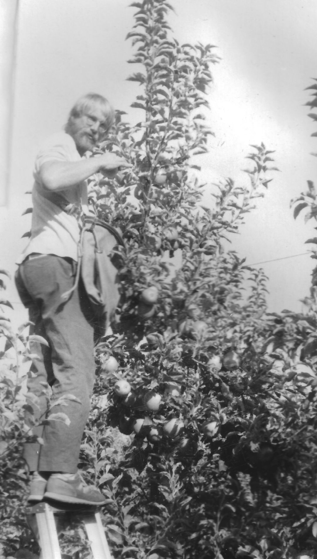 Apple picker standing on ladder